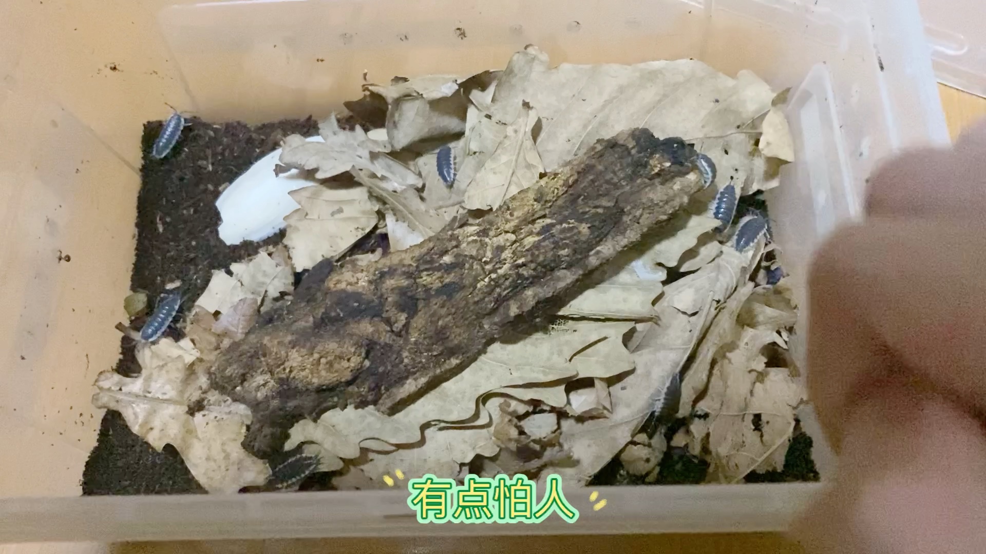 新入一点塞维利亚鼠妇