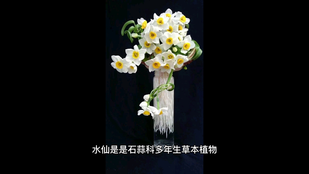 [图]中国十大名花之水仙花