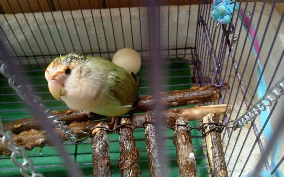 【小绿鸡】洗澡澡噜