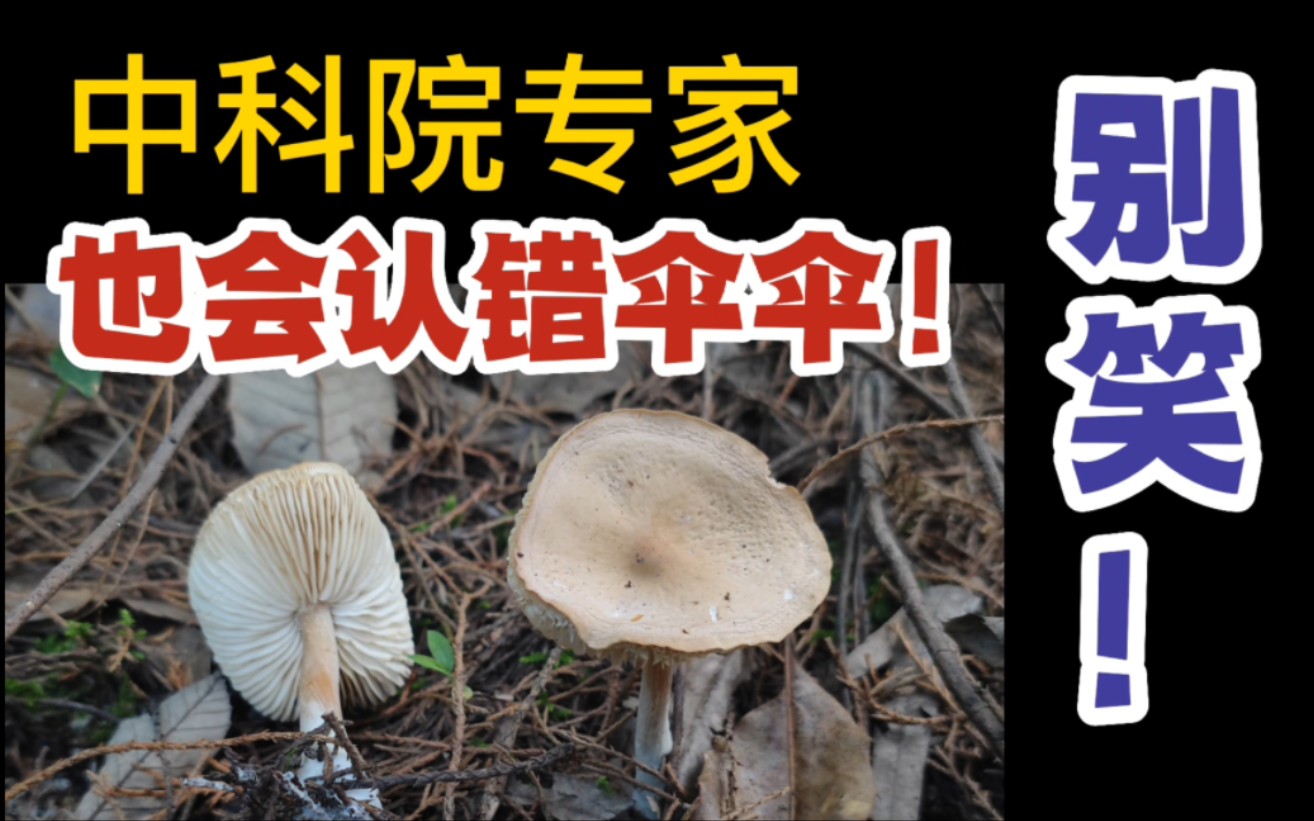 [图]【跟着中科院专家采蘑菇】专家也会认错伞伞——《线上采蘑菇》互动视频の圣地巡礼