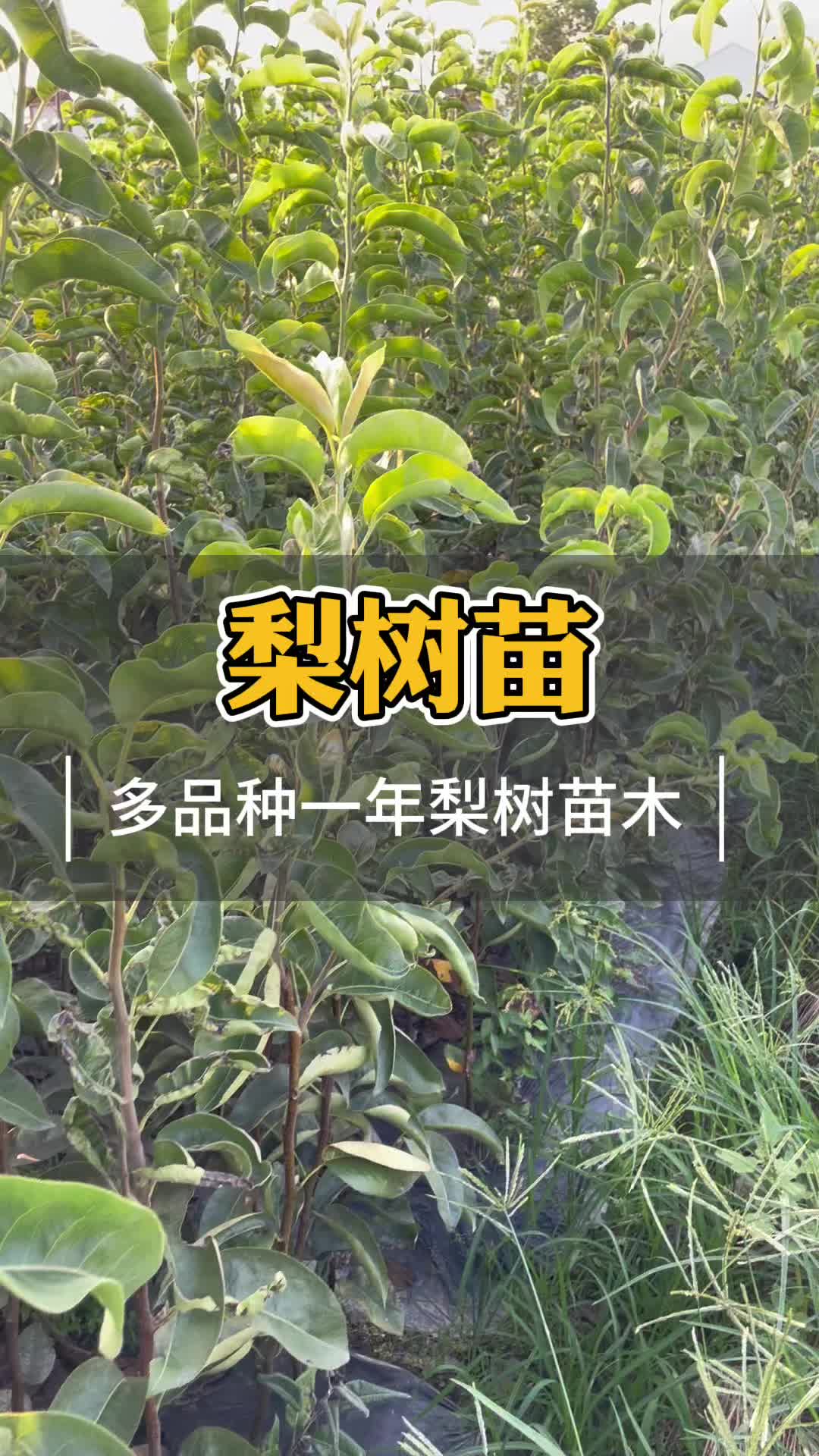 在浙江适合种什么品种的梨树苗 新山苗场哔哩哔哩bilibili