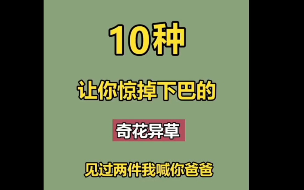 十种最奇特的绿植盆栽,见过两种算我输哔哩哔哩bilibili