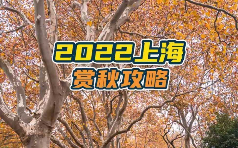 [图]2022上海赏秋攻略来了！梧桐、银杏、枫叶、水杉都盘点好了