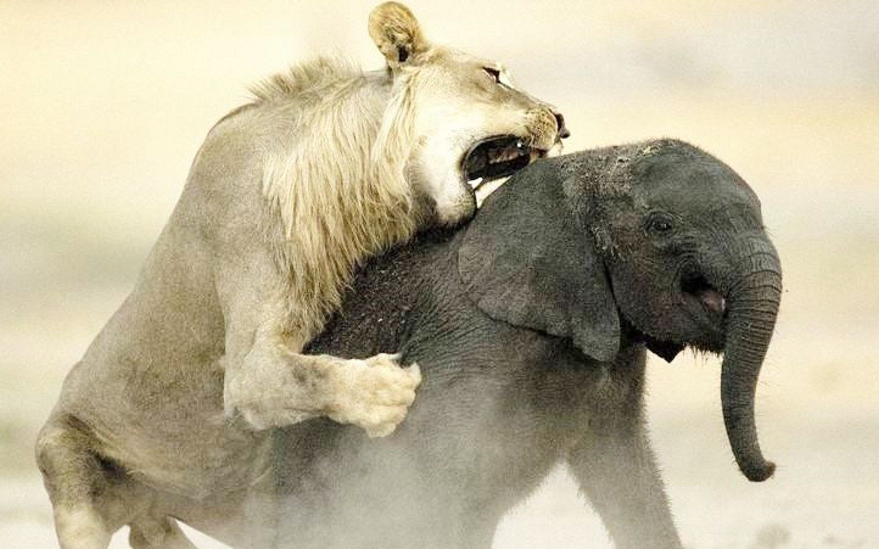 狮子一口咬住大象脸部,不料下一秒肠子都悔青了,镜头拍下全程!