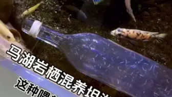 #国外三湖 马湖岩栖混养坦湖茉莉坦蛇，喂食时间