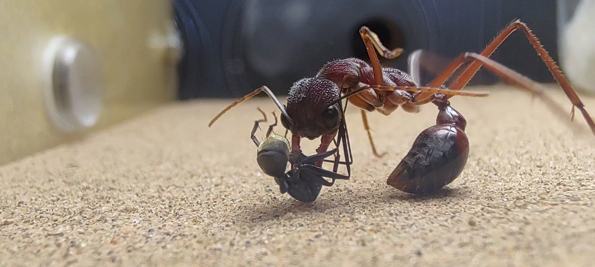黑柄牛蚁和拟哀弓背蚁的和谐生活