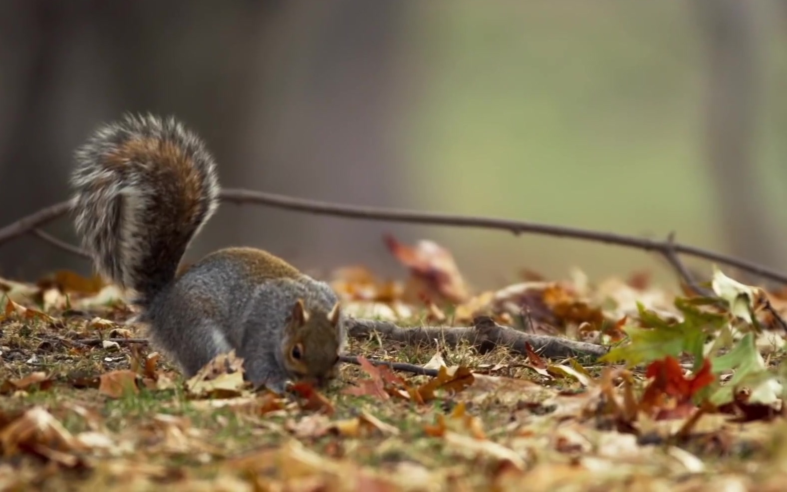 [图]【分散贮藏】[Scatter-hoarding][Pilferage]Sneaky Squirrels Steal Acorns