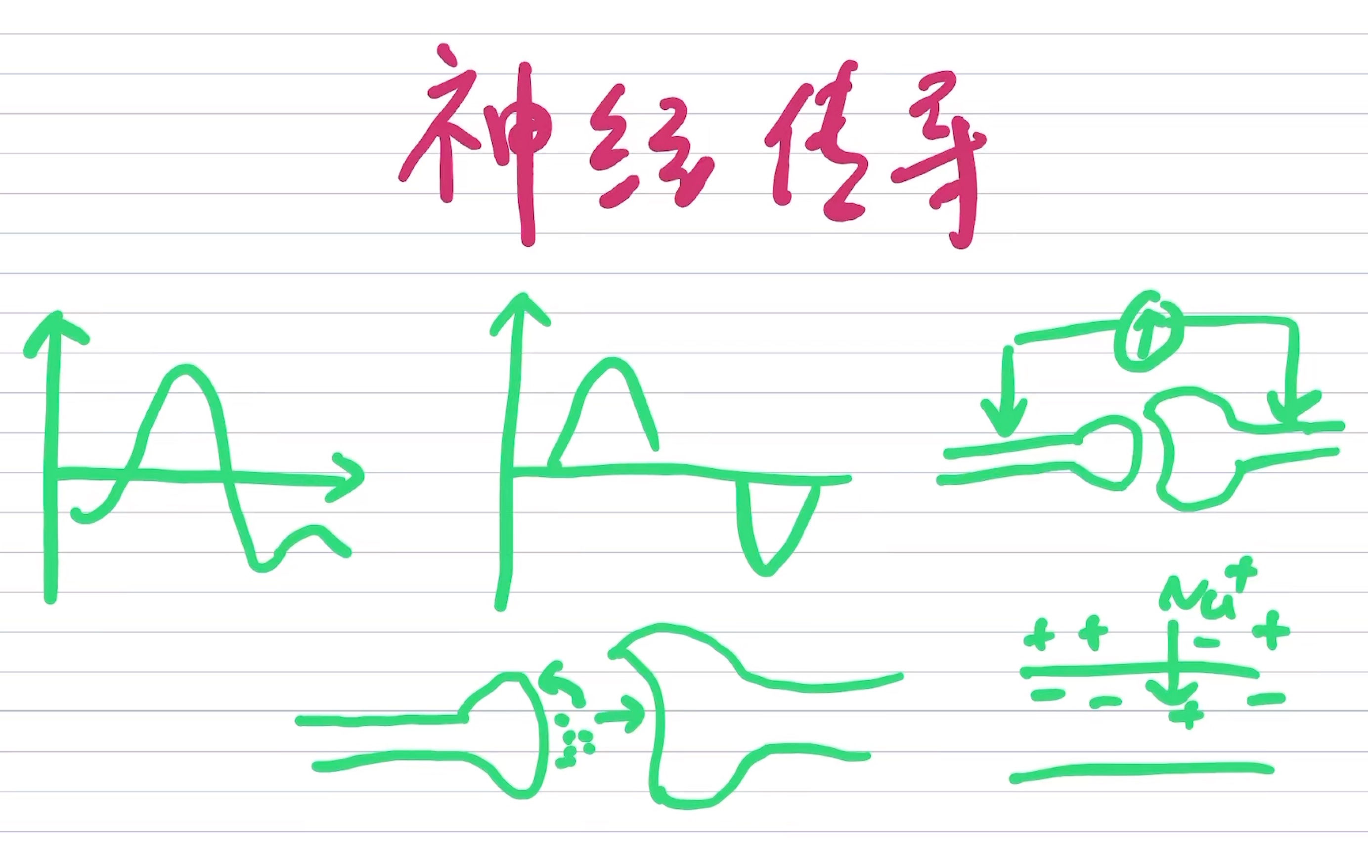 [图]神经调节：兴奋传导重难点（高中生物选择性必修一）