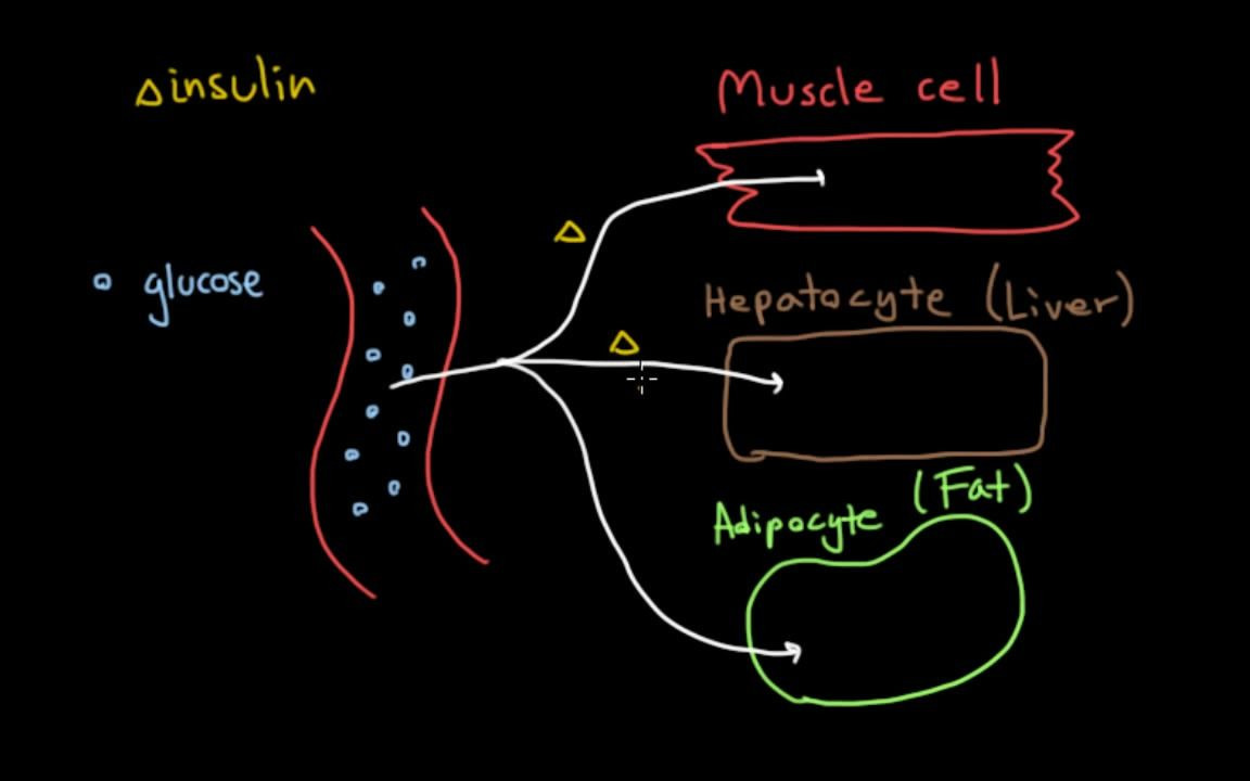 葡萄糖的储存——肌糖原、肝糖原、脂肪哔哩哔哩bilibili