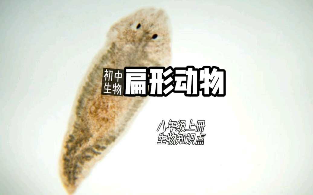 扁形动物 八年级上册生物知识点第2集哔哩哔哩bilibili