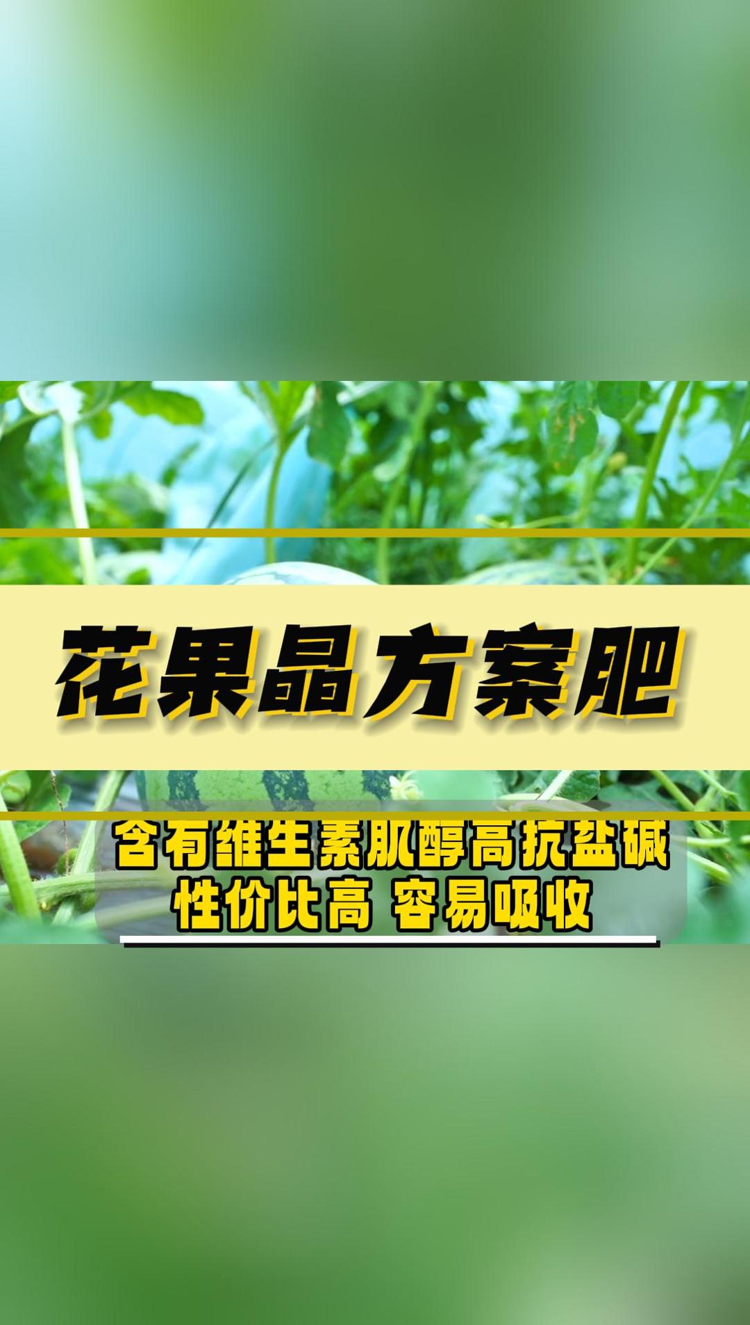 小麦收割后套种的西瓜你知道如何管理吗?哔哩哔哩bilibili