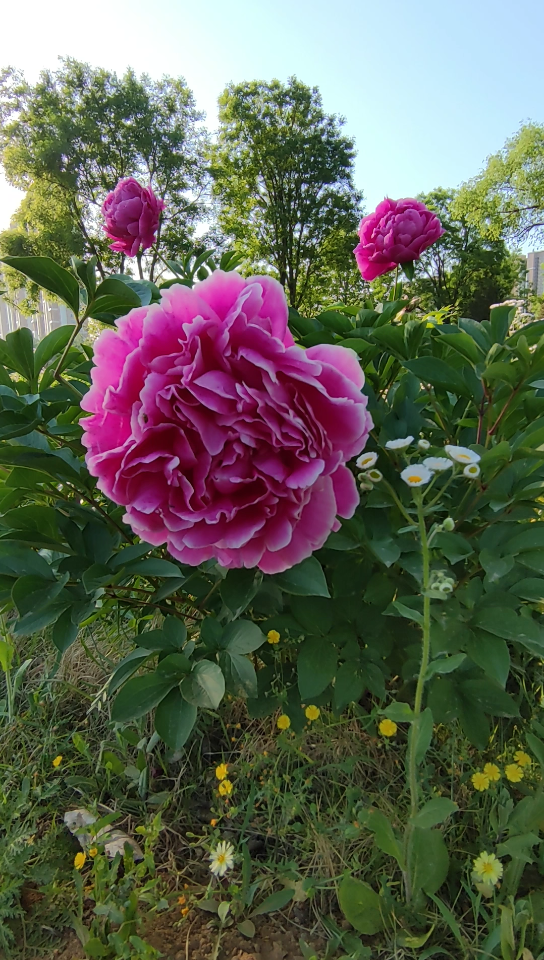 [图]花褪残红青杏小。燕子飞时，绿水人家绕。枝上柳绵吹又少。天涯何处无芳草。墙里秋千墙外道。墙外行人，墙里佳人笑。笑渐不闻声渐悄。多情却被无情恼。