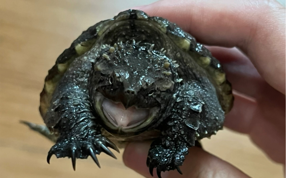 小秀一下佛鳄龟