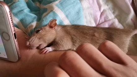 活动作品盘点花枝鼠黄某的各种睡姿