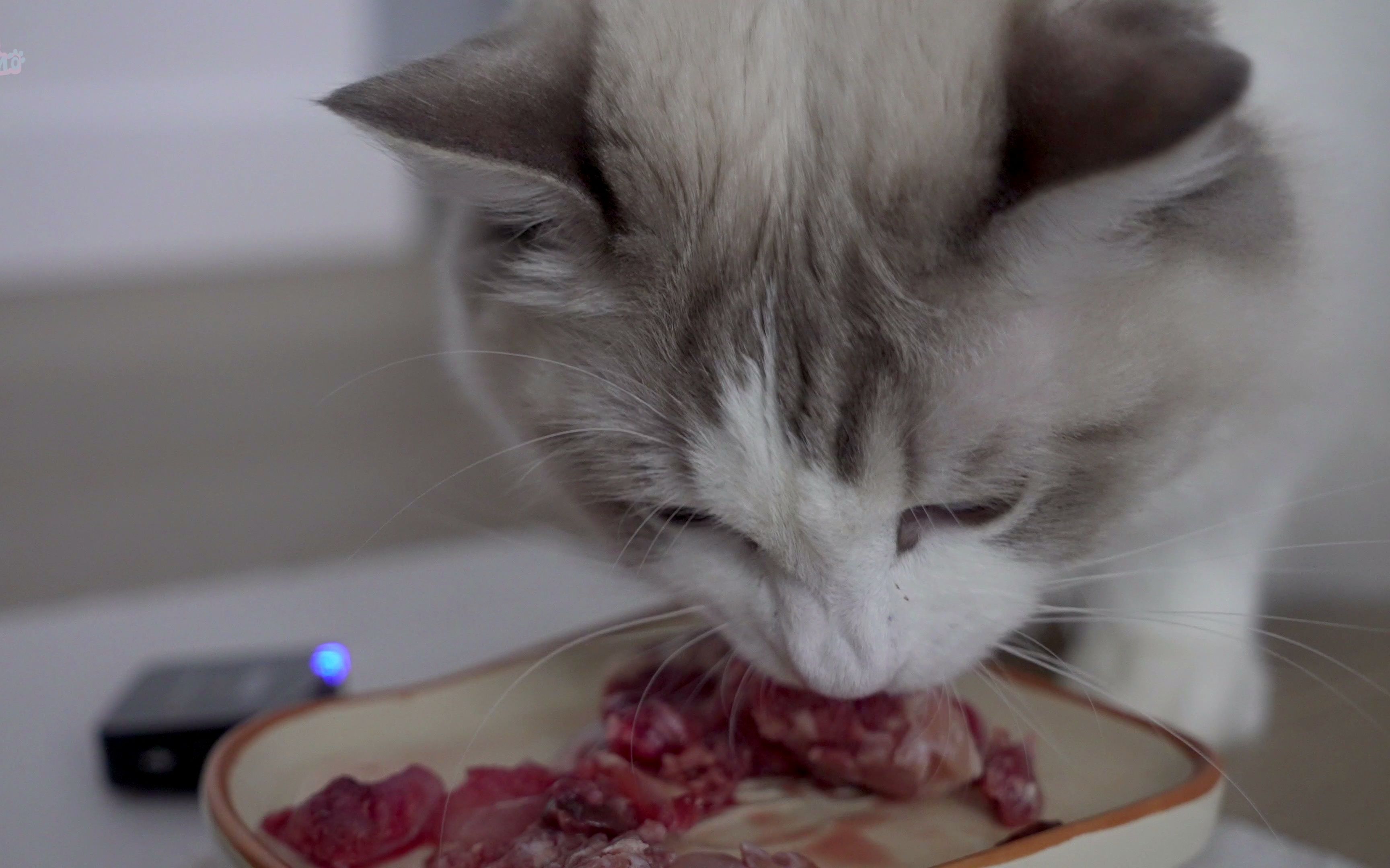 活动  kino vlog|原声高清 布偶猫生骨肉吃播 【鸡牛餐】