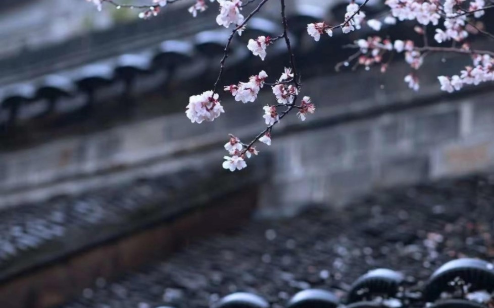 《临安春雨初霁》陆游——小楼一夜听春雨,深巷明朝卖杏花哔哩哔哩bilibili