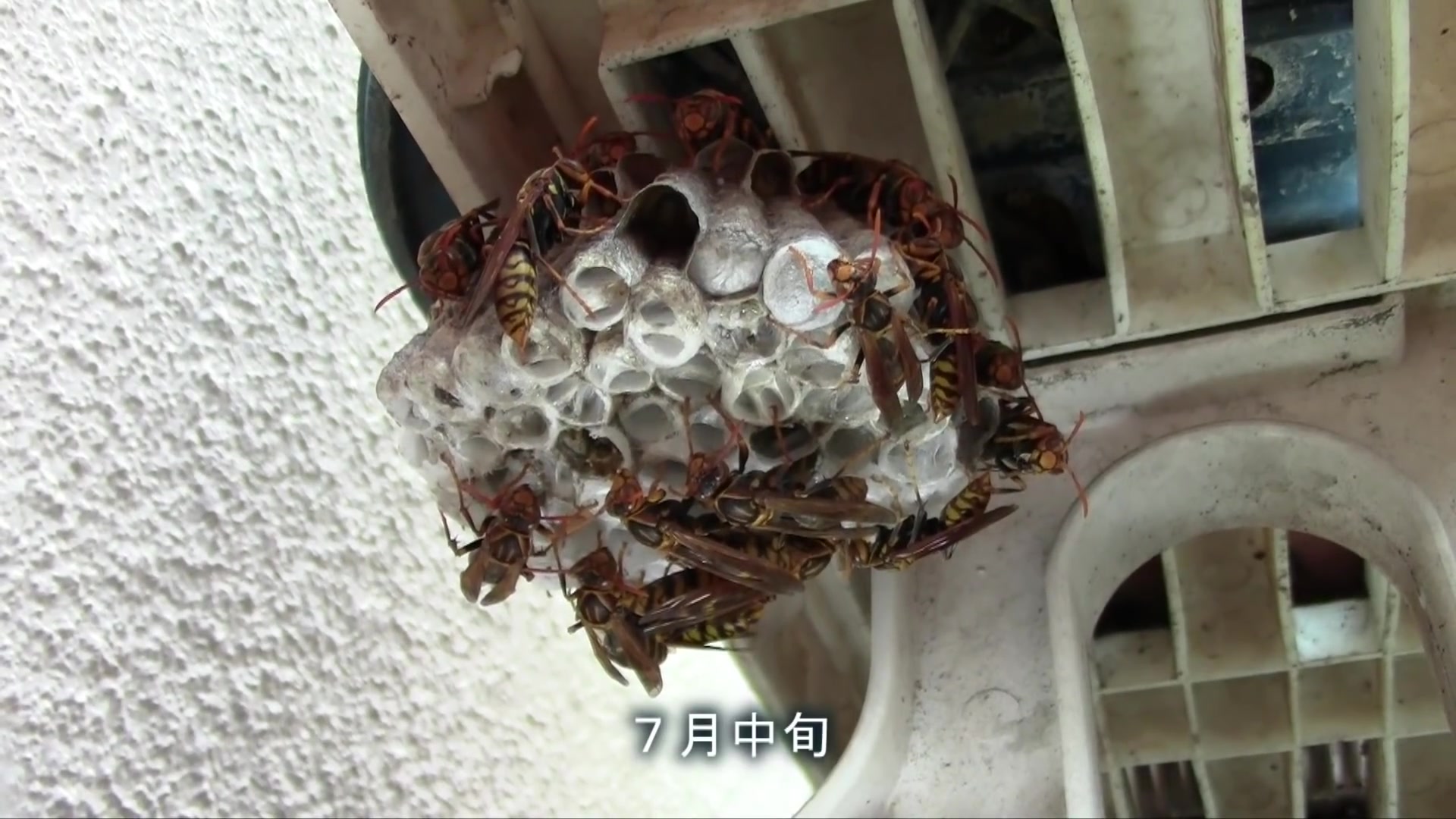youtube在蛹期被寄生虫斩断翅膀的黄蜂不断地和寄生虫战斗着