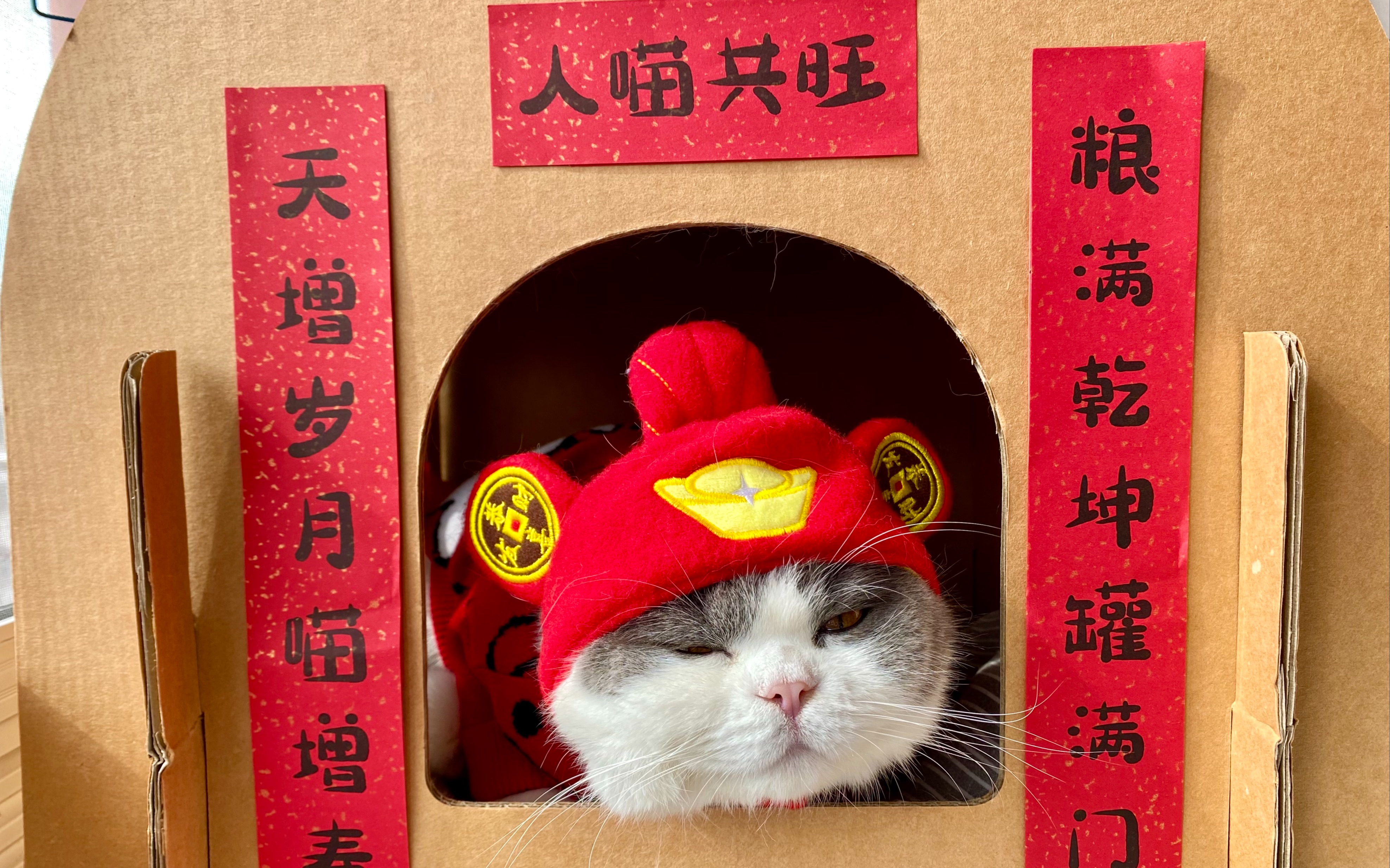 小猫咪的拜年总是晚那么八十拍