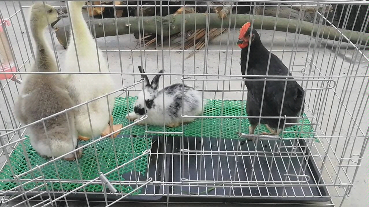 鸡鸭兔同笼问题之淡定的老年兔