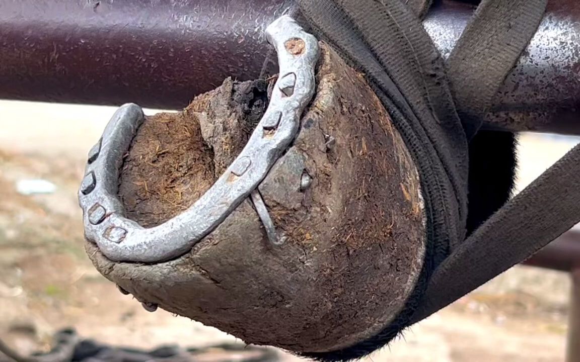 师傅用古法修剪蹄子后,安装防滑马蹄铁!令人大开眼界