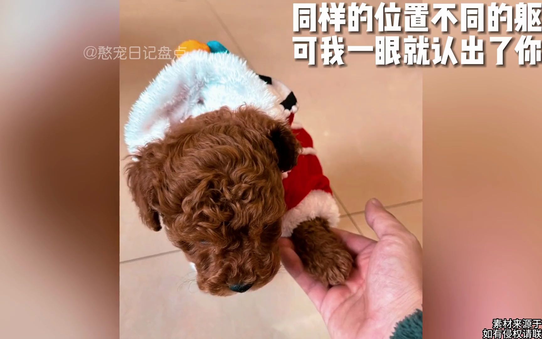 [图]猫咪去世后托梦给主人，它将变成白色的猫咪回到主人身边