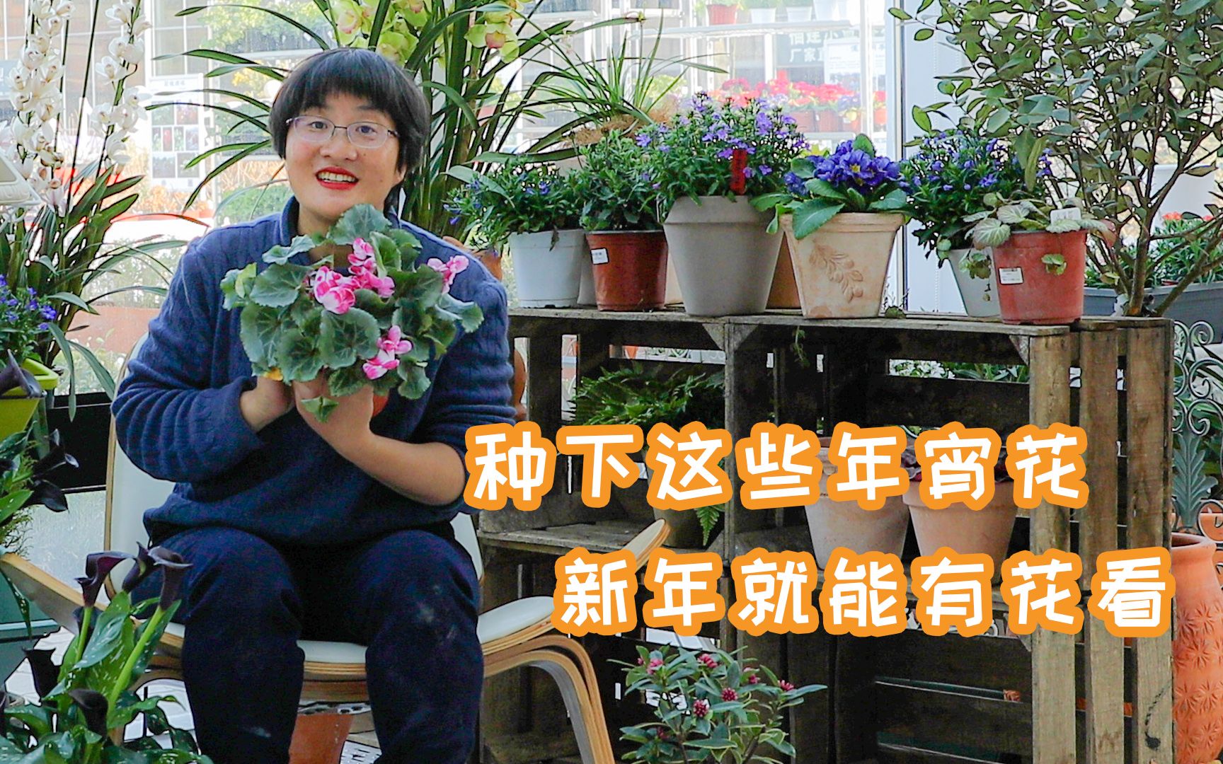 【海妈植物推荐】种下这些年宵花,新年就能有花看哔哩哔哩bilibili