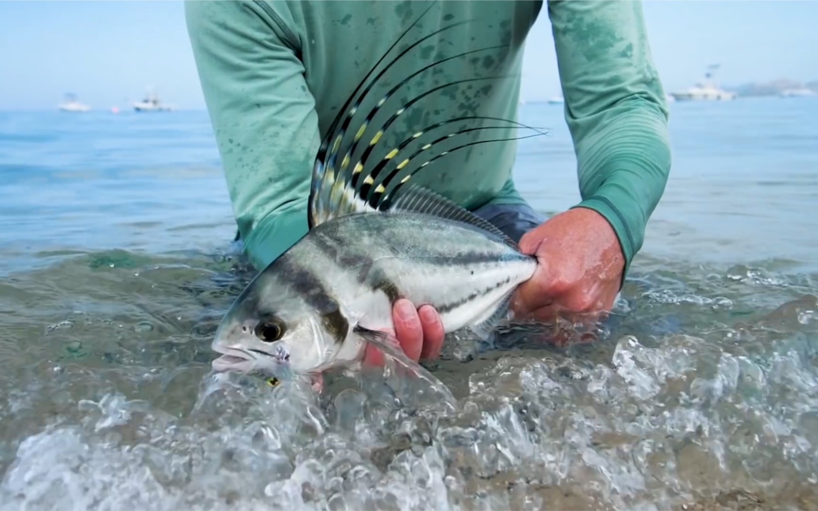 海水飞钓丝帆鱼#蜀国飞蝇#thomasandthomasflyrod#cortlandline