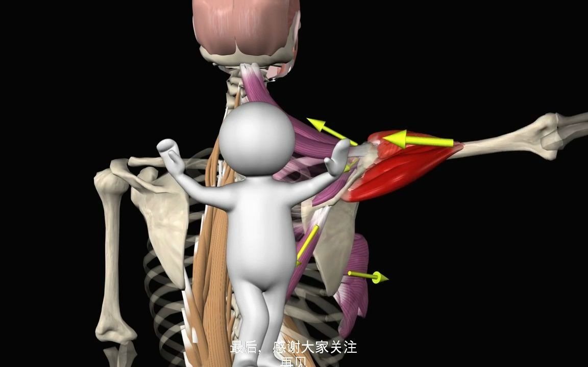 肩胛骨内旋图片