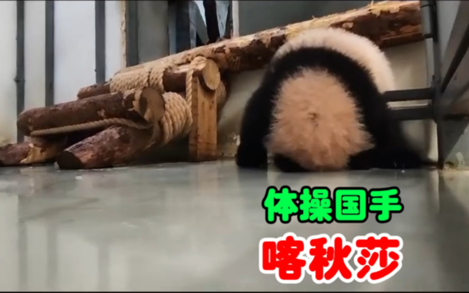 体操国手喀秋莎 演绎软糯型翻跟头#大熊猫如意 #大熊猫丁丁 #大熊猫
