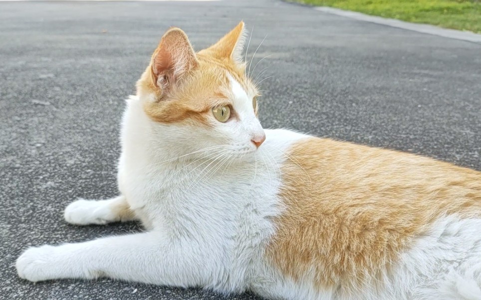 蛋卷小美女猫美颜暴击