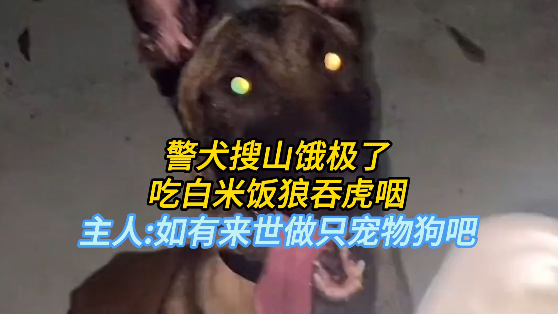 警犬搜山饿极了 吃白米饭狼吞虎咽 主人:如有来世做只宠物狗吧哔哩哔哩bilibili