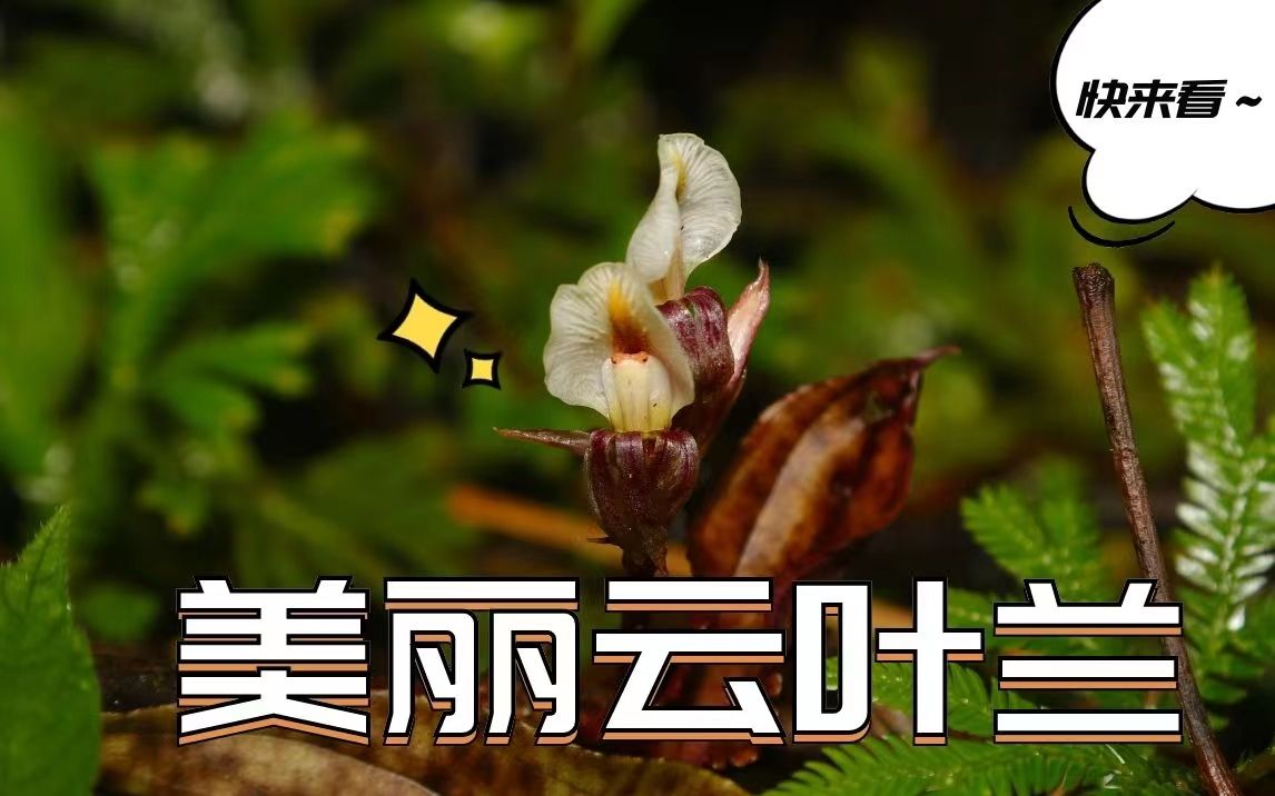 叶兰植物简介图片