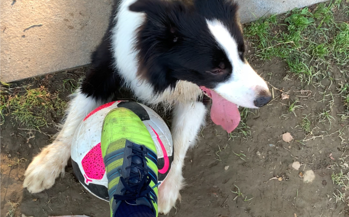 记录一下生活中真正的足球狗