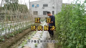 Download Video: 豇豆锈病叶子生锈变黑怎么解决