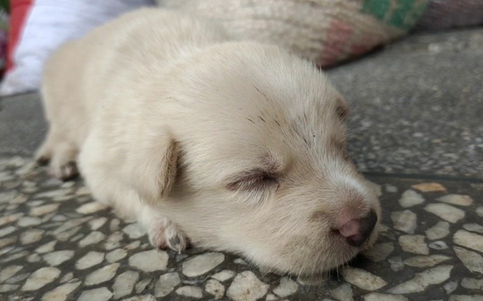 刚刚睁眼的小奶狗,简直太萌了,隔着屏幕都透着一股奶气