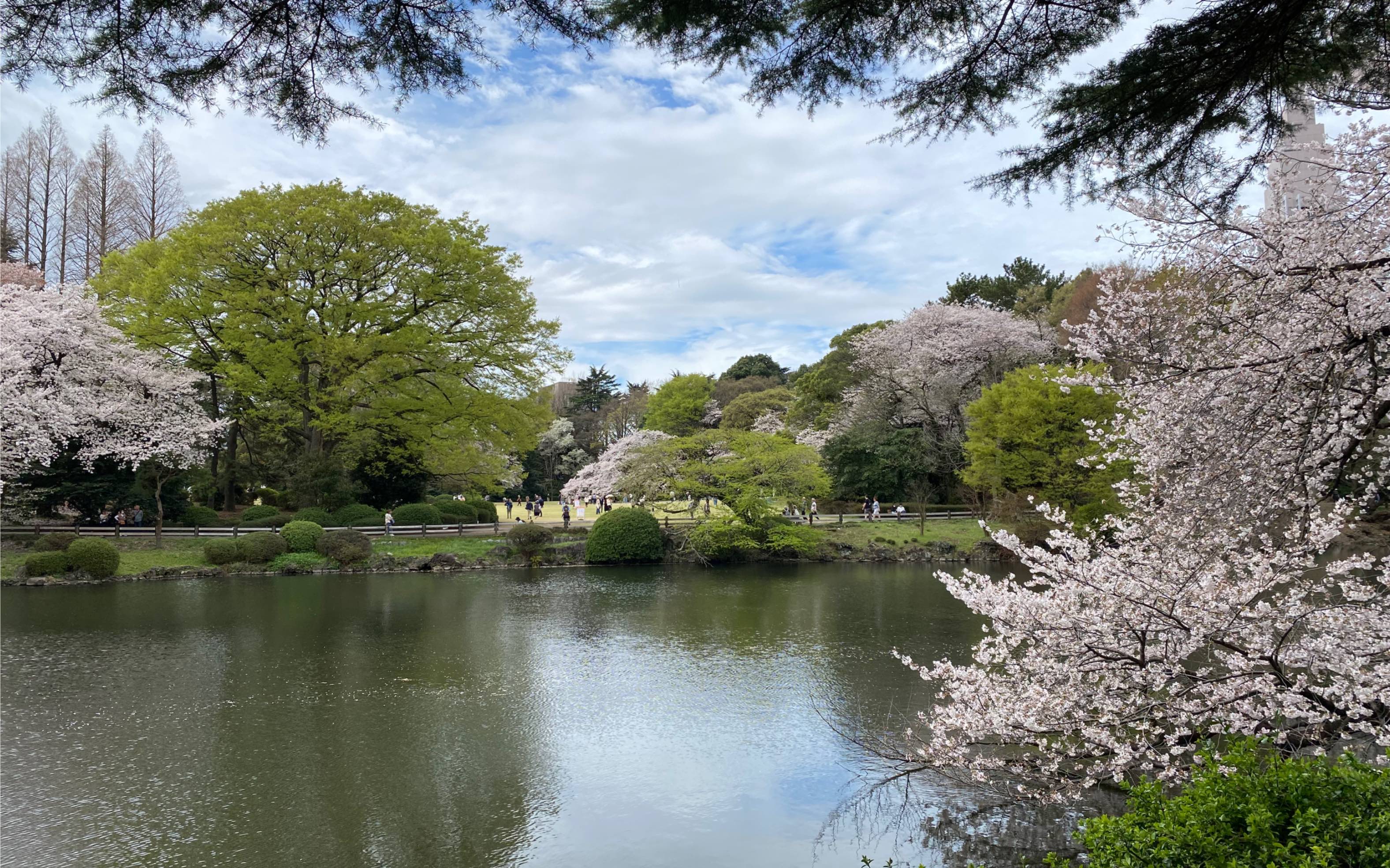 《言叶之庭》取景地新宿御苑的湖边春色