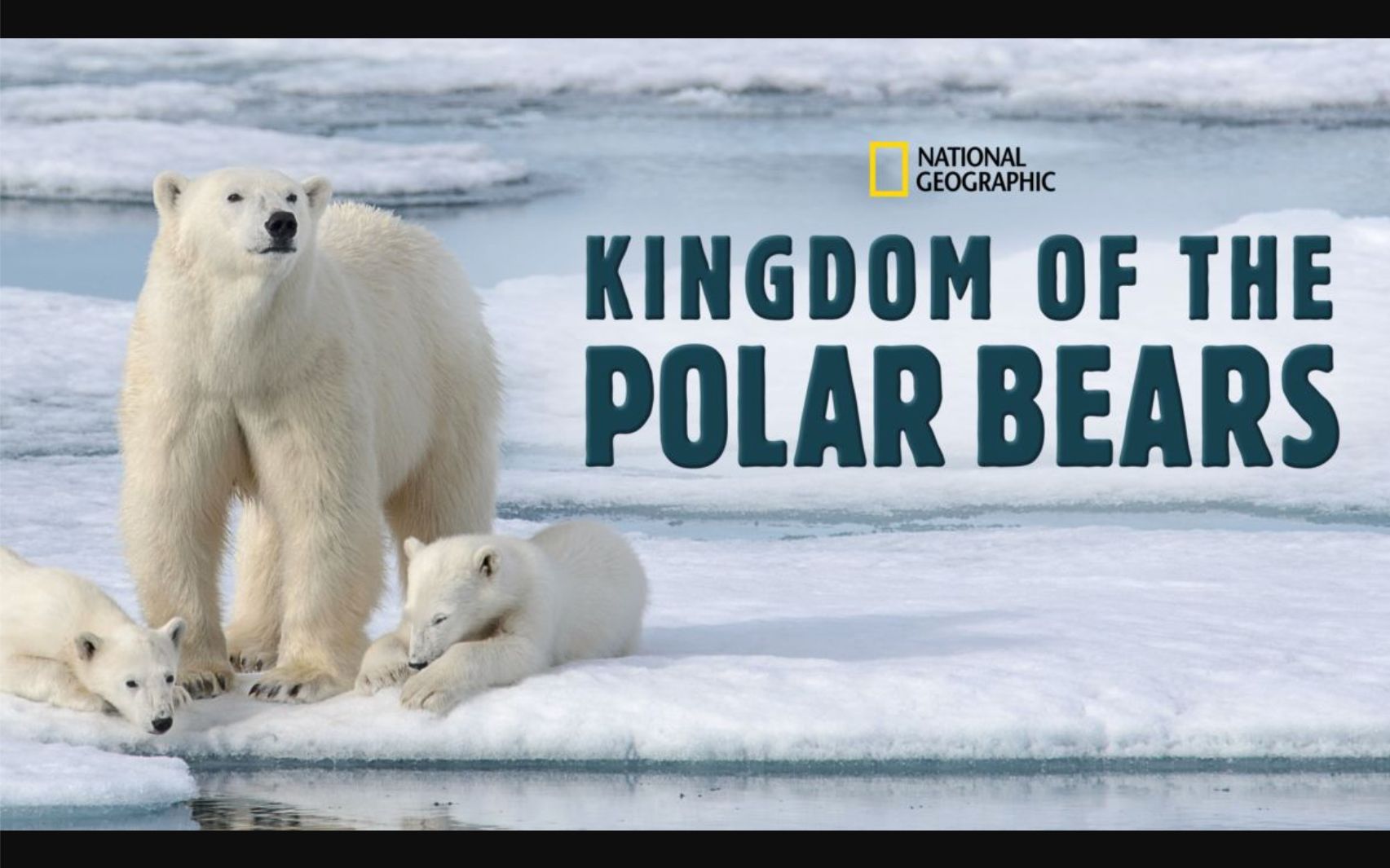 [图][国家地理频道] 北极熊王国 1080P中英文双语字幕 Kingdom of the Polar Bears