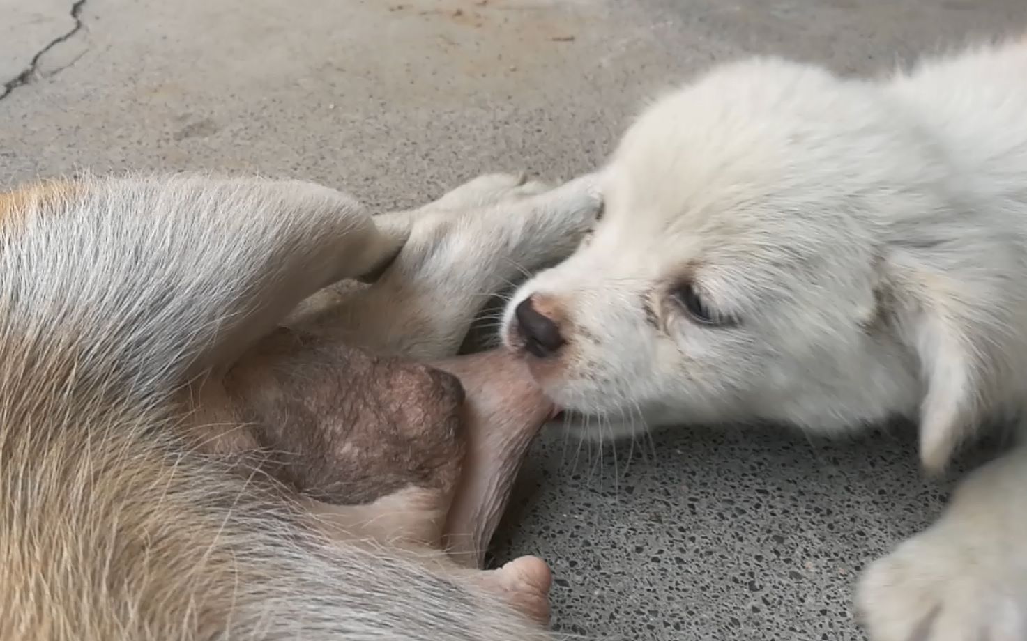 【小狗吃奶】这生猛的口技,娴熟的手法,小狗:"我揉!我吸!使劲儿!