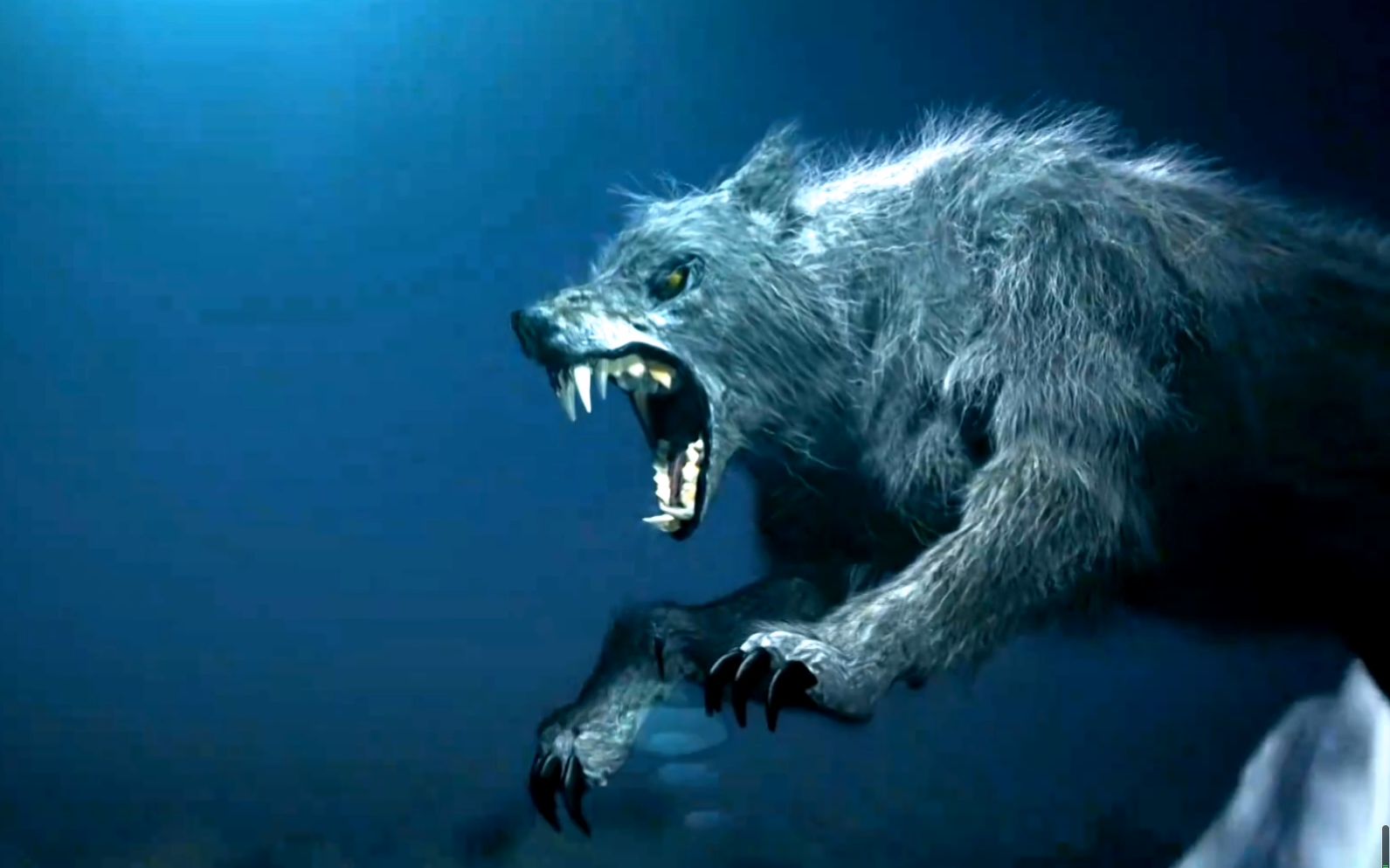 狼的祖先阿拉斯加图片