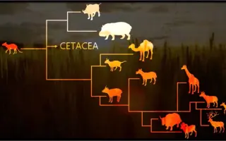 偶蹄目 搜索结果 哔哩哔哩 Bilibili