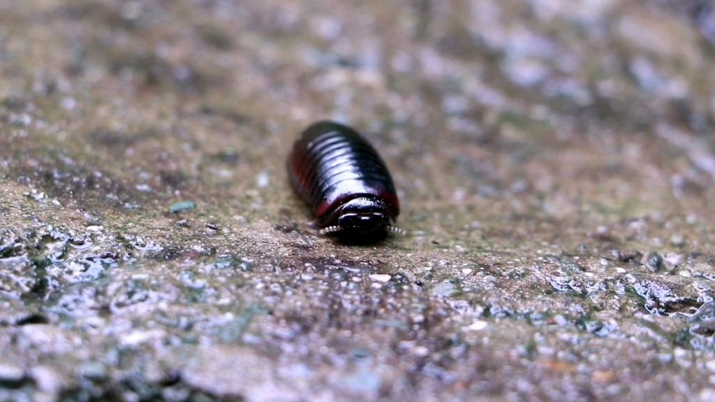 自然剧场球马陆的两根念珠状的触角被萌到了