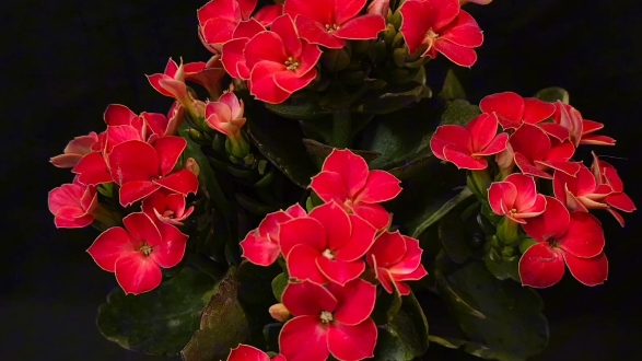 长寿花(3)熔岩/辛巴斯