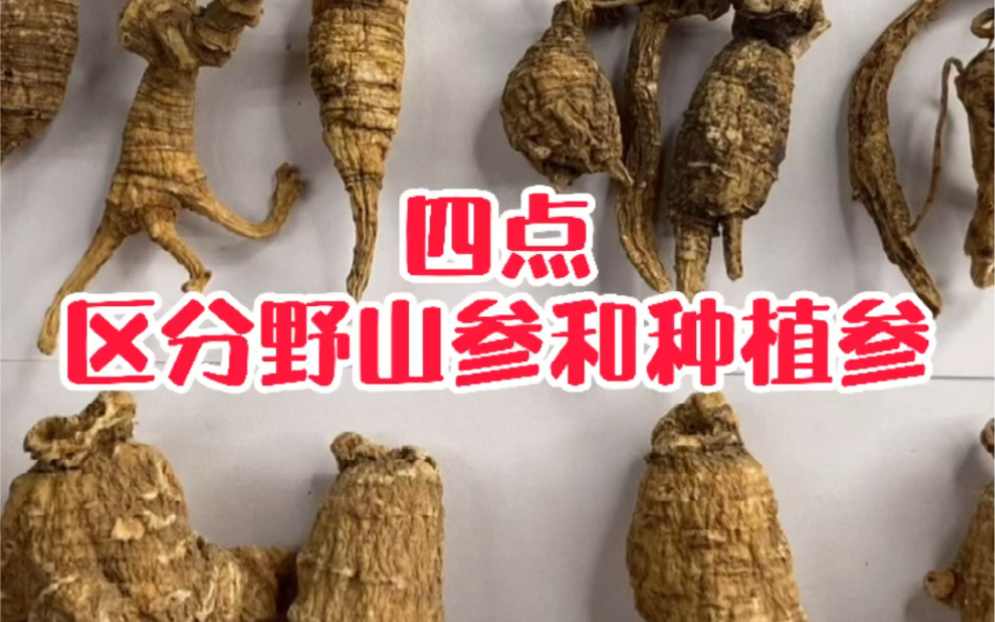 野生花旗參功效與作用(花旗參功效與作用:提高免疫力,改善睡眠,緩解