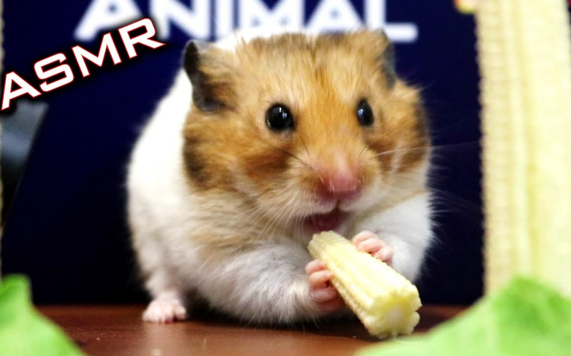 【鼠片】吃玉米的仓鼠帮你助眠