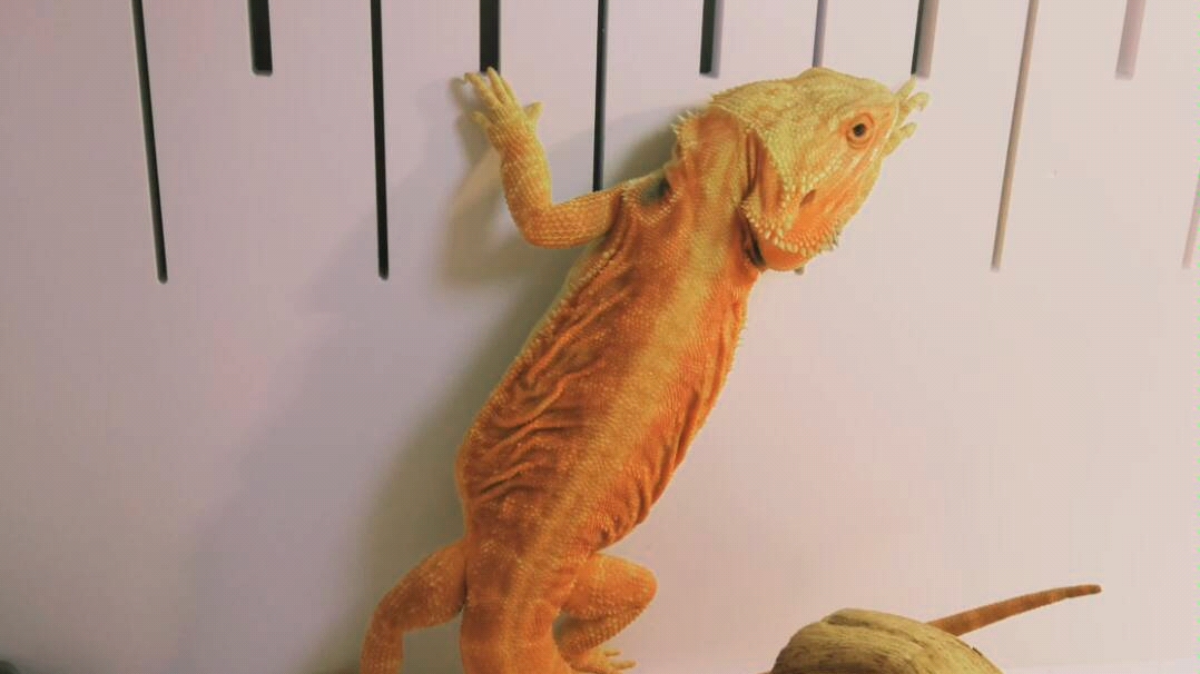 鬃狮蜥喂个草莓吓成这样