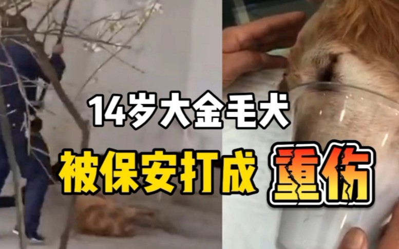 云南某小区保安将一条金毛打成重伤,疑似因整治流浪狗