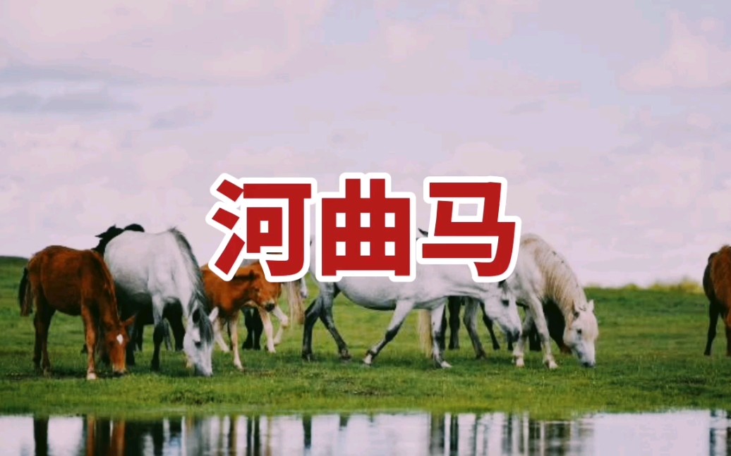 【河曲马】中国三大名马之一哔哩哔哩bilibili