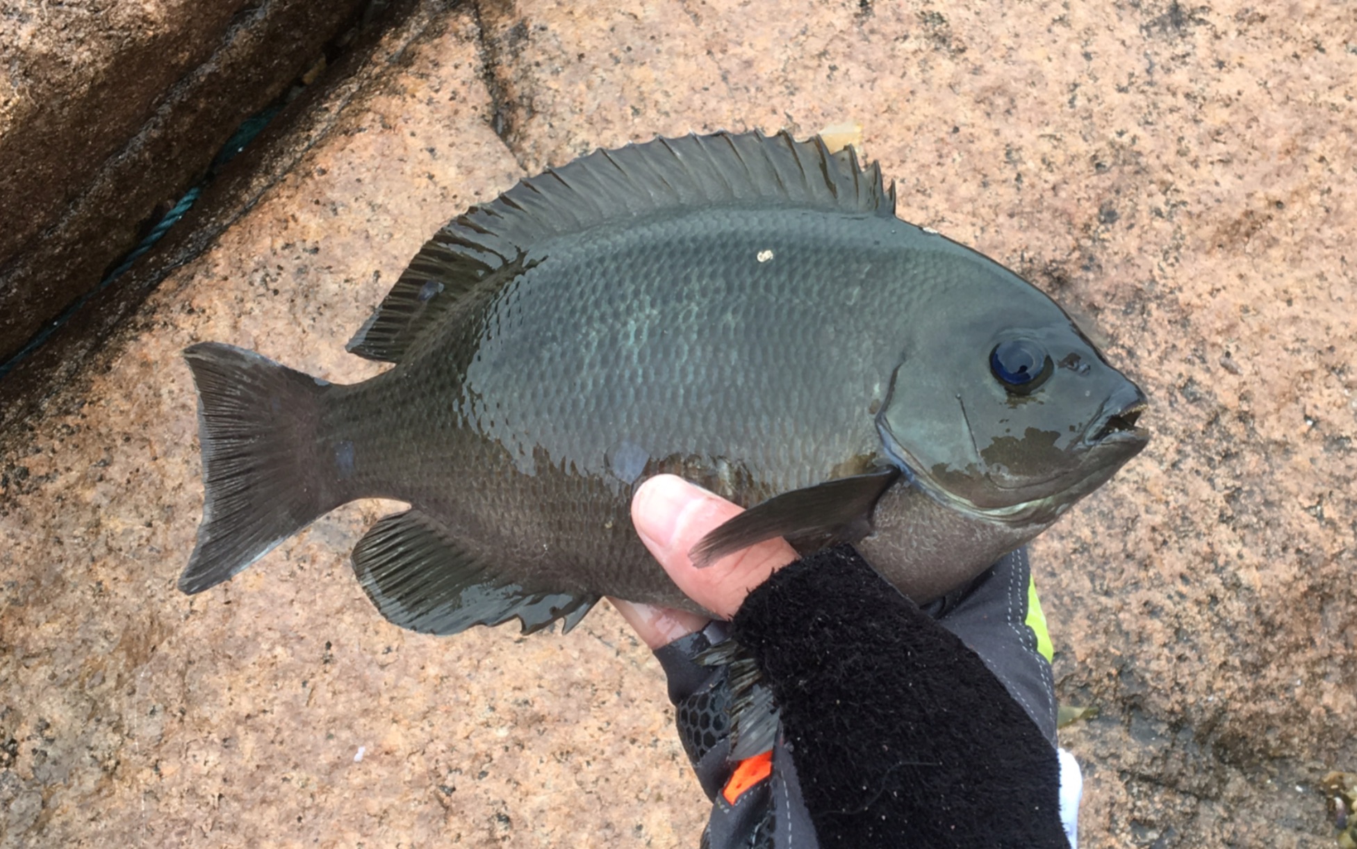 枸杞岛海钓矶钓黑毛鱼