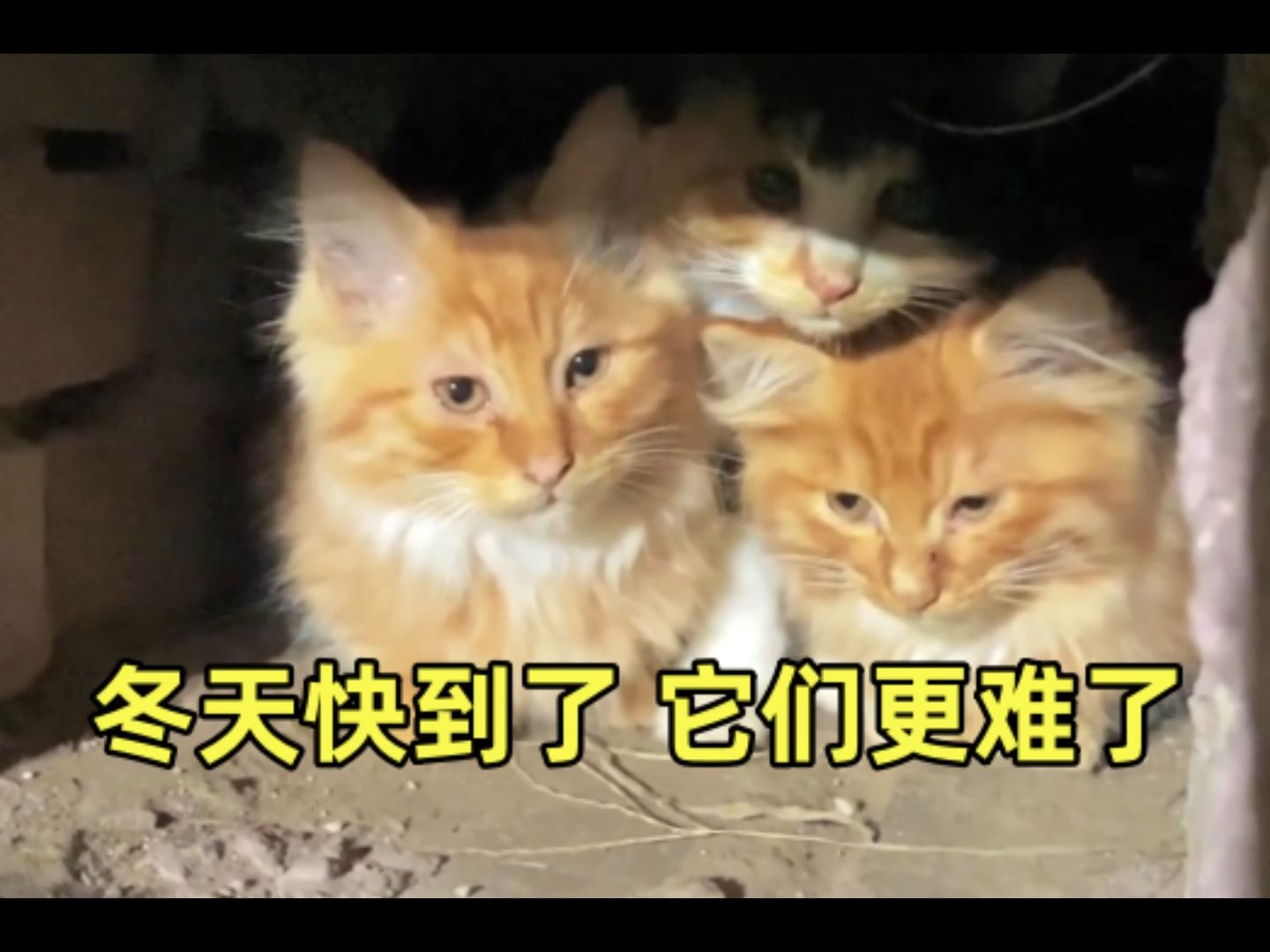 你们都是怎么帮助流浪猫们安稳过冬的呢哔哩哔哩bilibili