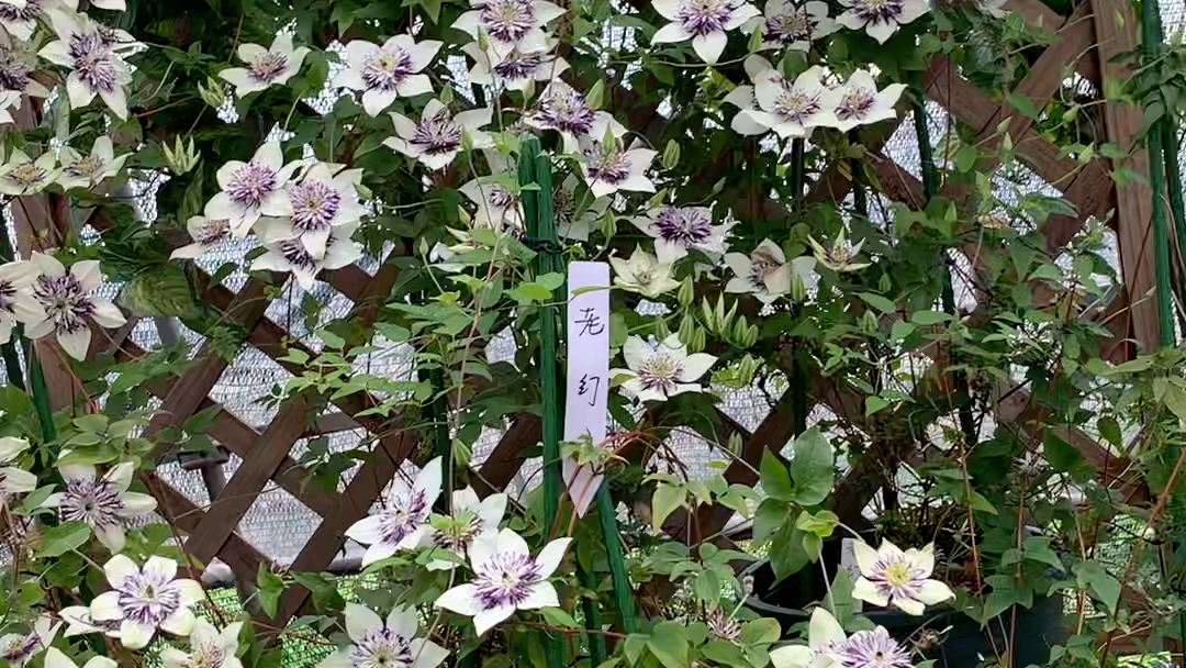 铁线莲:老幻紫